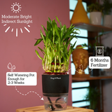 3 Layer Lucky Bamboo - Live Plant (With Self-Watering Pot & Plant)