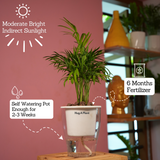 Chamaedorea Palm (Chamaedorea seifrizii) - Live Plant (With 5 Inch Self-Watering Pot & Plant)