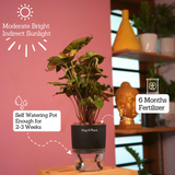 Syngonium Red Plum Plant (Pink veins) - Live Plant (With Self-Watering Pot & Plant)