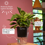 Philodendron Birkin / White Wave - Live Plant (With 5 Inch Self-Watering Pot & Plant)