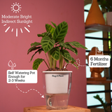 Calathea Zebrina / Zebra Plant - Live Plant (With 5 Inch Self-Watering Pot & Plant)