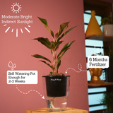 Aglaonema Lipstick - Live Plant (With 5 Inch Self-Watering Pot & Plant)