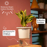 Sansevieria Crooked / Snake Plant (Dracaena trifasciata)- Live Plant (With 5 Inch Self-Watering Pot & Plant)