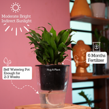 Dracaena Compacta - Live Plant (With 5 Inch Self-Watering Pot & Plant)