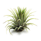 Air Plant | Tillandsia ionantha Hard Plant - Live Plant (Home & Garden)