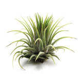 Air Plant | Tillandsia ionantha Hard Plant - Live Plant (Home & Garden)