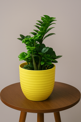 Hug A Plant | ZZ Miniature /Dwarf ZZ Plant in Vibrant Yellow Round Plastic Pot Pot – Stylish & Low-Maintenance Indoor Plant