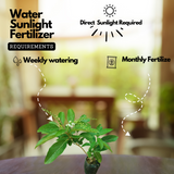 Fiddlewood Tree | Brindhavan Champa (Avenue tree) Live Plant (Home & Garden)