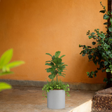 Dora Rotomolded Pot for Home & Garden (Pack of 1)