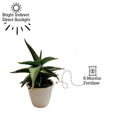 Sansevieria Ehrenbergii - Live Plant (Home & Garden)