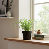 Hug A Plant | Spider Plant | Chlorophytum Live Air-Purifying Plant in 5-Inch Self-Watering Pot | Ideal for Home & Office Décor (Pot Colour May Vary Depending On Availability)