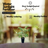 Spathodea |Spathodea campanulata (Avenue Tree)Live Plant (Home & Garden)