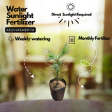 Chir Pine Tree (Avenue Tree) Live Plant (Home & Garden)