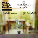 Bismarckia Nobilis | Bismarck Palm Live Plant (Home & Garden)