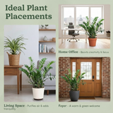 Green ZZ Plant (Zamioculcas zamiifolia) in Krish 18cm (7 Inch) Self-watering Pot | Indoor Air-Purifying | Low-Maintenance | Ideal for Home & Office Décor (Pot colour may vary on availability)