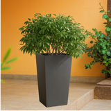 Stella Rotomolded Pots for Home & Garden (Pack of 1)