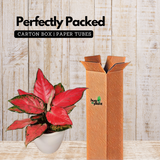 Aglaonema Diamond Red (Aglaonema modestum)Live Plant (Home & Garden)