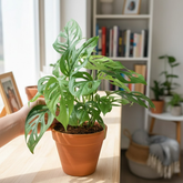 Philodendron Broken Heart | Monstera Adansonii Live Houseplant | Low-Maintenance Indoor Plant (Pot Colour May Vary)