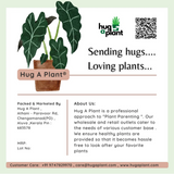 Avanakk (Ricinus communis) Live Plant(Home & Garden)