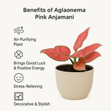 Aglaonema Pink Anjamani Live Plant in Verona 15cm Eco Planter (Cream) | Indoor Air-Purifying Decorative Plant | Low-Maintenance | Ideal for Home & Office Décor