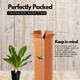 Aglaonema Butterfly (Aglaonema commutatum) Live Plant (Home & Garden)