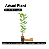 Tabebuia Argentea (Silver Trumpet Tree) Avenue Trees Live Plant (Home & Garden)