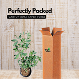 Madras Thorn Plant (Kodukka Puli) Live Plant (Home & Garden)