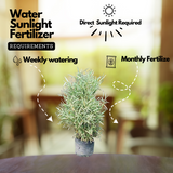 White Bamboo ( Bambusa chungii) Live Plant (Home & Garden)