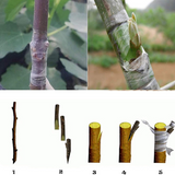 100 mm Grafting Stretchable Tape for Nursery and Garden, Budding/Plant Repair Tape for Nursery & Garden, Moisture Barrier Waterproof, Size- 100MM (Pack Of 1)