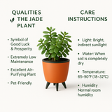 Jade Plant (Crassula ovata) in Lagos 13 cm Pot | Indoor Succulent | Good Luck & Air Purifying Live Plant for Home & Office Décor (Pot Colour May Vary)