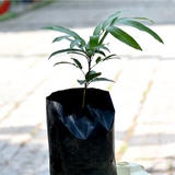 Chamaliang Fruit (Lepisanthes Fruticosa) Seedling Fruit Plant (Home & Garden Plants)