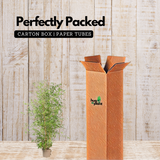 Multiplex Bamboo(Bambusa multiplex)Live Plant (Home & Garden)