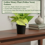 Combo of 2 Live Plants | Money Plant Golden & Philodendron Oxycardium Brasil | Perfect Indoor Ideal for Home, Office & Gifting