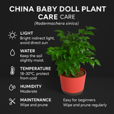 China Baby Doll Plant (Radermachera sinica) – Live Indoor Air-Purifying Plant in 18 cm Krish Self-Watering Pot | Low-Maintenance, Ornamental Houseplant for Home & Garden (Pot Colour Mary Depending On Availability)