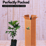 Rambutan School Boy Live Plant (Home & Garden)