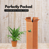 Aglaonema Cutlass Plant (Chinese Evergreen)Live Plant (Home & Garden)