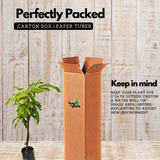 4KG Mango Plant(Mangifera indica)Fruit Live Plant (Home & Garden)