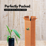 Lemba Fruit (Curculigo Capitulata) Seedling Fruit Plant (Home & Garden Plants)