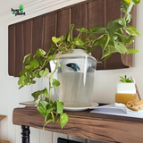 Hug A Plant | White Colour Beta Pot for Aquarium(2.5 ltr)