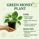 Green Money Plant (Epipremnum aureum) In 4 Inch Pot| Indoor Air Purifying Ornamental Live Plant | Easy to Grow | Ideal for Home, Office & Gifting