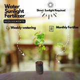 Rain tree / / Albizzia saman / (Avenue Tree) Live Plant (Home & Garden)