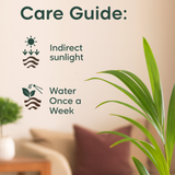 Areca Palm Live Indoor Air Purifier Plant in 6 Inch Self Watering Pot | Perfect for Home & Office Décor (Pot Colour May Vary Depending On Availability)