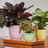 Verona 33cm Round Plastic Pot With Wheel For Home & Garden