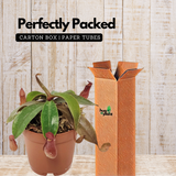 Pitcher Plant(Trumpet Pitcher)Live Plant (Home & Garden)