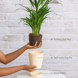 Areca Palm (Dypsis lutescens) | Air Purifying Natural Live Plant in Self Watering Pot | Indoor Outdoor Plant for Home & Office Décor (Pot Colour May Vary)