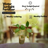 Pongamia/ Indian Beech Tree (Avenue Trees)Live Plant (Home & Garden)