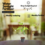 Tabebuia rosea|Tabebuia rosea(Avenue Tree) Live Plant (Home & Garden)