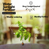 Lagerstroemia speciosa |Pride of India(Avenue Tree) Live Plant (Home & Garden)