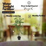 Cassia Javanica / Pink Shower (Avenue Tree) Live Plant (Home & Garden)