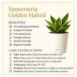 Sansevieria Golden Hahnii (Snake Plant) In 4 Inch Self-watering Pot | Indoor Air-Purifying | Compact & Low-Maintenance | Ideal for Home & Office Décor (Pot Colour May Vary On Availability)